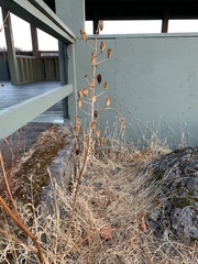 Camassia leichtlinii