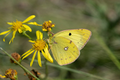 Colias