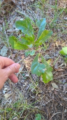 Quercus sinuata sinuata