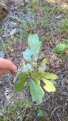 Quercus sinuata sinuata