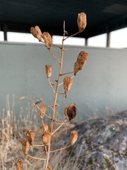 Camassia leichtlinii