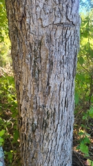 Quercus sinuata sinuata