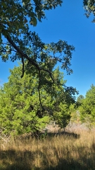 Quercus sinuata sinuata