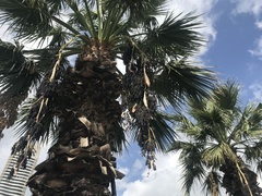 Trachycarpus