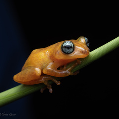 Raorchestes uthamani
