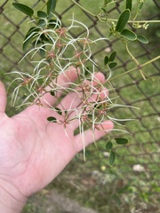 Clematis terniflora