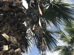 Trachycarpus