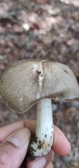 Megacollybia