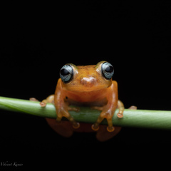 Raorchestes uthamani