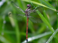 Lathrecista asiatica