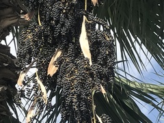 Trachycarpus
