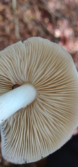 Megacollybia