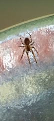 Zygiella x-notata