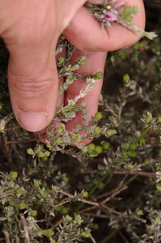 Image of Amphithalea ericifolia by (c) Eric Knight, some rights reserved (CC BY)