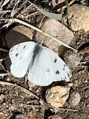 Pontia occidentalis
