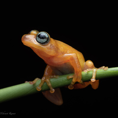 Raorchestes uthamani