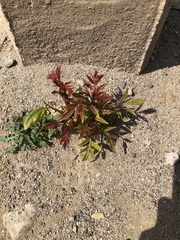 Ailanthus