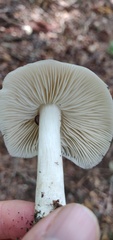 Megacollybia