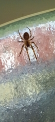 Zygiella x-notata