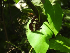 Neptis rivularis