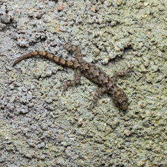 Cnemaspis palanica
