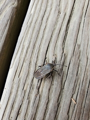 Anasa tristis
