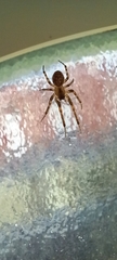 Zygiella x-notata