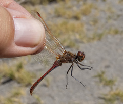 Sympetrum costiferum