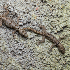 Cnemaspis palanica
