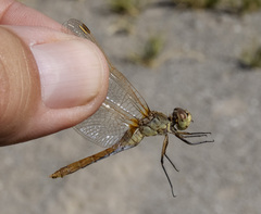 Sympetrum costiferum