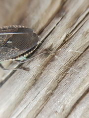 Anasa tristis