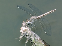 Brachythemis