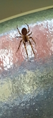 Zygiella x-notata