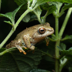 Raorchestes