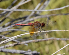 Sympetrum semicinctum