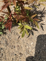 Ailanthus