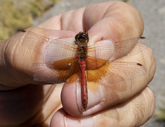 Sympetrum semicinctum