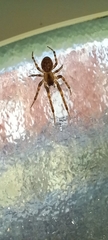 Zygiella x-notata