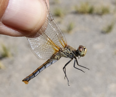 Sympetrum semicinctum