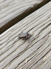 Anasa tristis