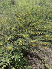 Chamaecrista fasciculata