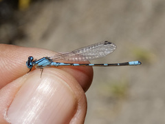 Enallagma carunculatum