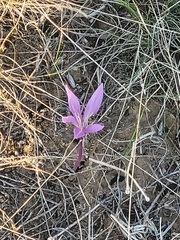 Colchicum laetum