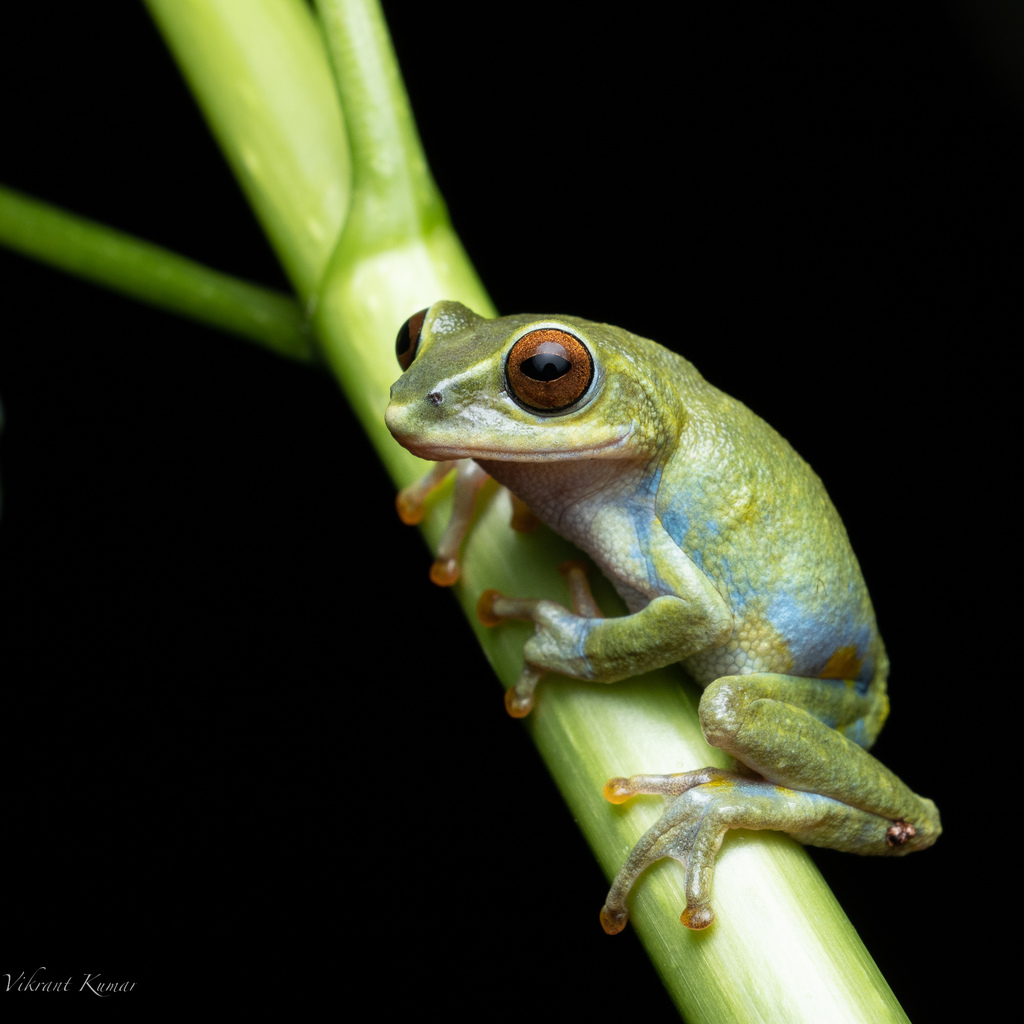 Beddome's Bush Frog