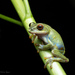 Beddome's Bush Frog - Photo (c) Vikrant Kumar, some rights reserved (CC BY-NC), uploaded by Vikrant Kumar