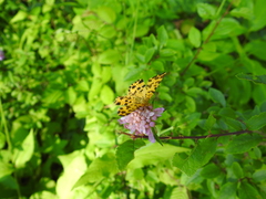 Pseudopanthera macularia