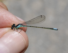 Ischnura denticollis