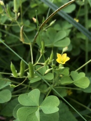 Oxalis stricta