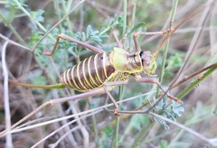 Ephippiger diurnus diurnus