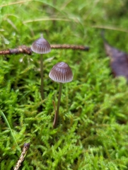 Mycena